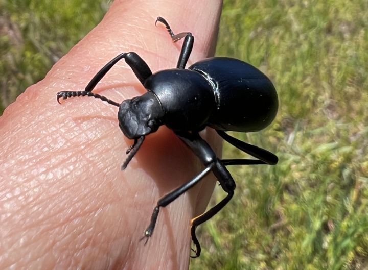 Darkling Beetle